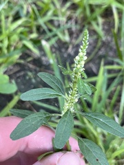 Amaranthus tuberculatus