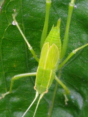 Phylloptera vaginalis