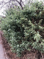 Atriplex lentiformis