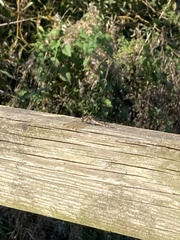 Sympetrum striolatum