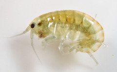 Hyalella