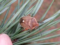Chlorochroa pinicola