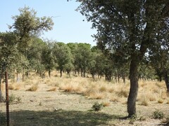 Pinus pinea