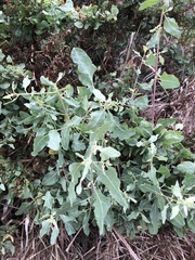 Atriplex lentiformis