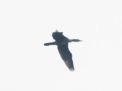 Phalacrocorax carbo