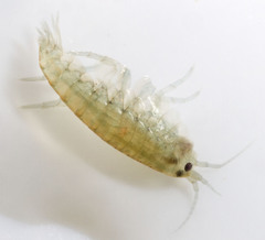 Hyalella