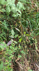 Bidens frondosa