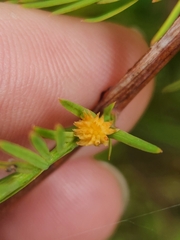 Taxodiomyia
