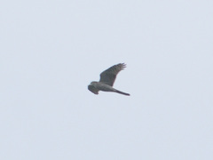 Accipiter nisus