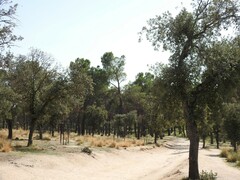 Pinus pinea