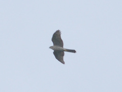 Accipiter nisus