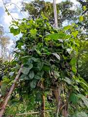 Aristolochia littoralis