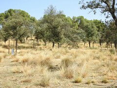 Pinus pinea