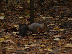 Sciurus vulgaris
