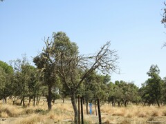 Celtica gigantea