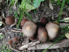 Psathyrella