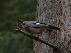 Garrulus glandarius