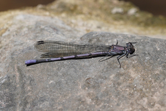 Argia tonto