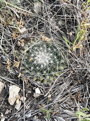 Mammillaria heyderi