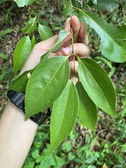 Cinnamomum