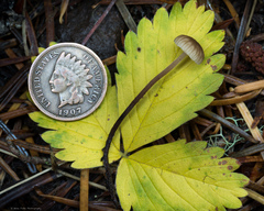 Mycetinis copelandii