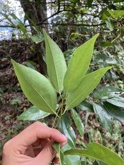 Cinnamomum