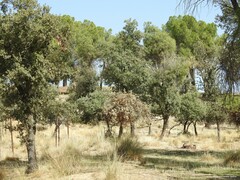 Celtica gigantea
