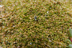 Gomphrenoideae