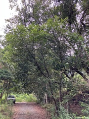 Cinnamomum