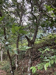 Cinnamomum
