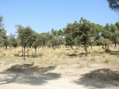 Celtica gigantea
