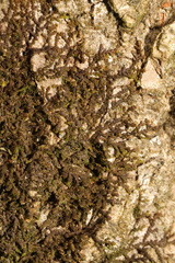 Frullania dilatata