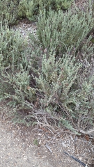 Ericameria ericoides