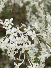 Struthiola dodecandra