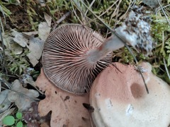 Entoloma undatum