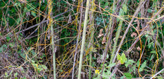 Cuscuta rostrata