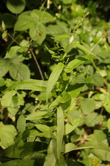 Rumex sanguineus
