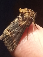 Abrostola triplasia
