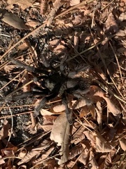 Aphonopelma steindachneri