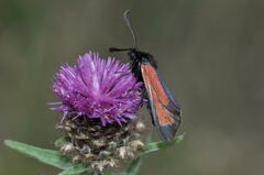 Zygaena purpuralis