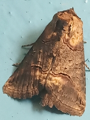 Abrostola triplasia