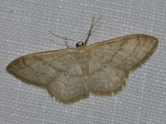 Idaea deversaria