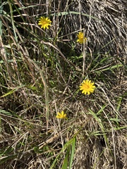 Hypochaeris radicata