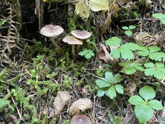 Cortinarius anthracinus