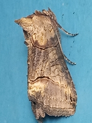 Abrostola triplasia