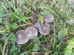 Tricholoma