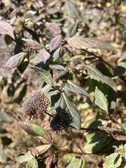 Pycnanthemum muticum