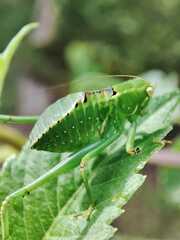 Stilpnochlora