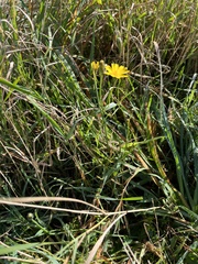 Hypochaeris radicata