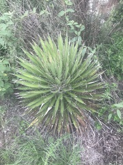 Agave filifera